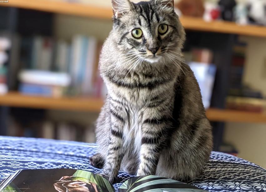 Handmade Plastic Sausages