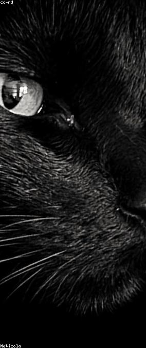 Licensed Concrete Chair