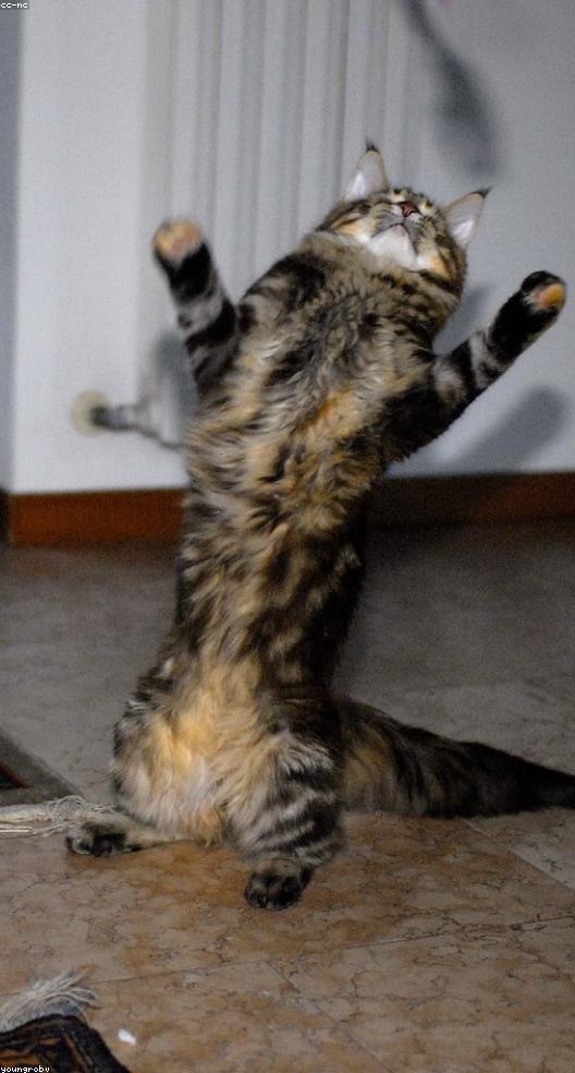 Handcrafted Cotton Chair