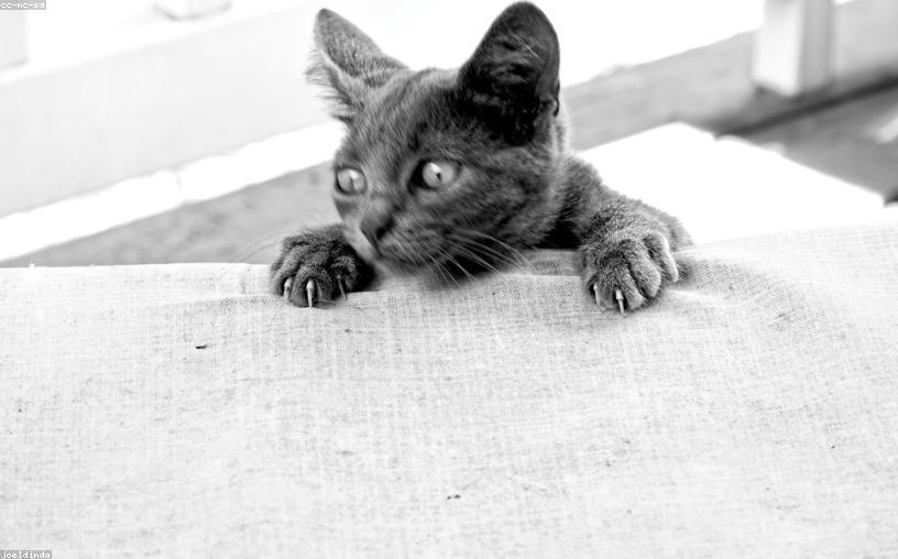 Generic Wooden Gloves