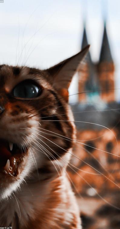 Practical Plastic Car