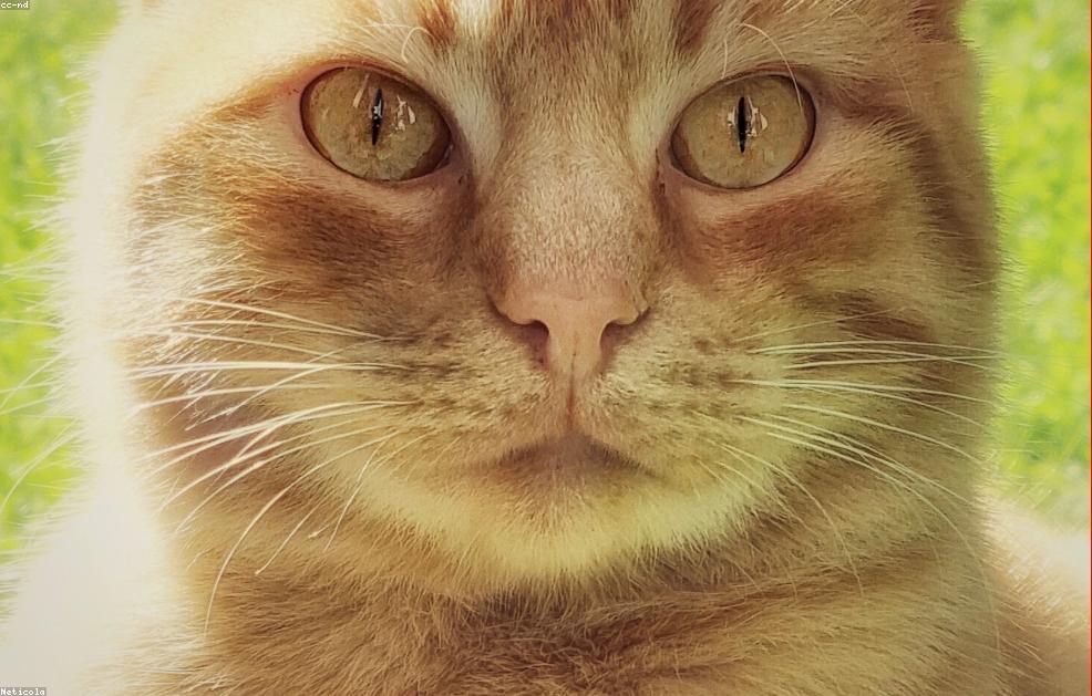 Generic Frozen Bacon