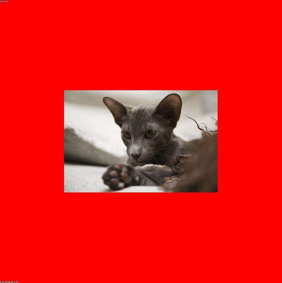 Licensed Steel Chicken